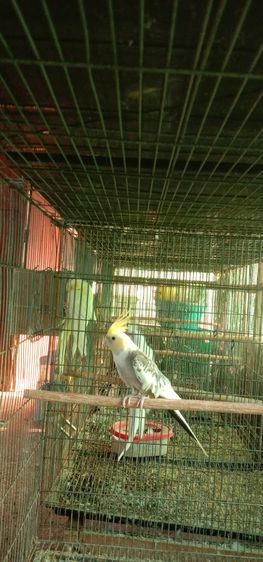 นกแก้ว รูปที่ 2