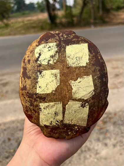 เขานอ รูปที่ 8