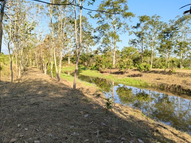 ใช่ ขายที่ดิน อำเภอเมือง จังหวัดเพชรบูรณ์ น้ำไฟถนนครบพร้อมสร้างบ้าน ในที่ดินมีต้นไม้หลายสายพันธุ์และสระน้ำ รูปที่ 2