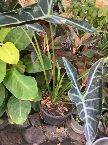 ต้นไม้จริง แก้วสารพัดนึก