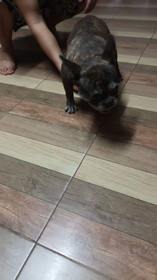 เฟนด์เพศเมียอายุ3ปี รูปที่ 5