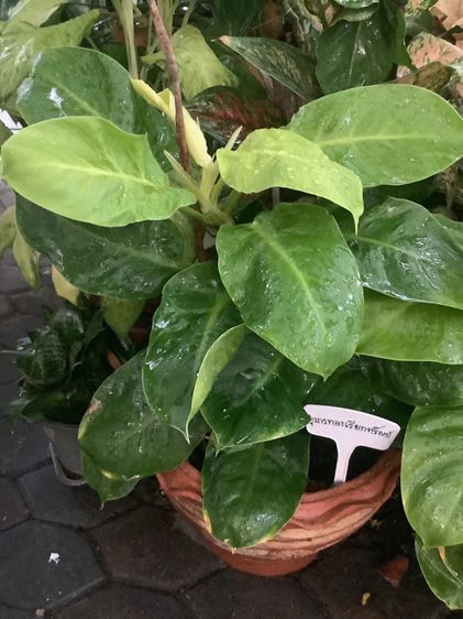 ต้นไม้จริง กุมารทองเรียก