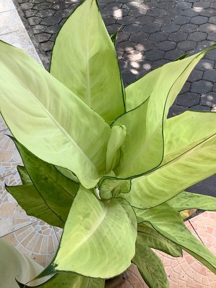 ต้นอุ้มเงินอุ้มทอง รูปที่ 3