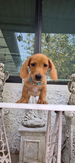 ลดพิเศษ ลดประชากร เด็กๆที่บ้านออกเยอะ ดัชชุนขนสั้นเพศผู้สายเลือดครีมทั้งพ่อและแม่6,500บาทหล่อๆเลยค่า รูปที่ 6