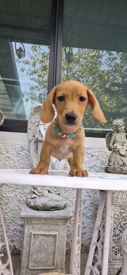 ลดพิเศษ ลดประชากร เด็กๆที่บ้านออกเยอะ ดัชชุนขนสั้นเพศผู้สายเลือดครีมทั้งพ่อและแม่6,500บาทหล่อๆเลยค่า รูปที่ 2