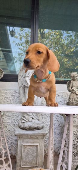 ลดพิเศษ ลดประชากร เด็กๆที่บ้านออกเยอะ ดัชชุนขนสั้นเพศผู้สายเลือดครีมทั้งพ่อและแม่6,500บาทหล่อๆเลยค่า รูปที่ 5