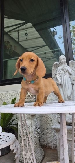 ลดพิเศษ ลดประชากร เด็กๆที่บ้านออกเยอะ ดัชชุนขนสั้นเพศผู้สายเลือดครีมทั้งพ่อและแม่6,500บาทหล่อๆเลยค่า รูปที่ 3