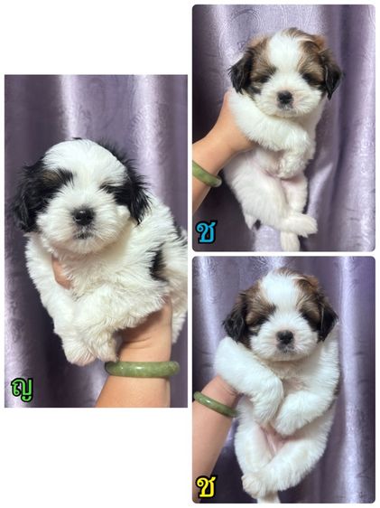 ชิสุ (Shih Tzu) กลาง ชิสุแท้