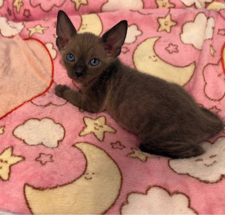 ลูกแมว Canadian Sphynx น่ารัก 3 ตัว หาบ้าน ภูเก็ต