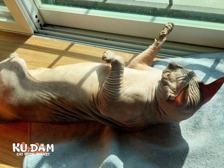ลูกแมว Canadian Sphynx น่ารัก 3 ตัว หาบ้าน ภูเก็ต รูปที่ 6