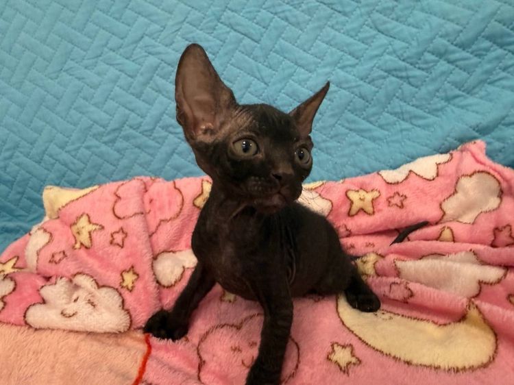 ลูกแมว Canadian Sphynx น่ารัก 3 ตัว หาบ้าน ภูเก็ต รูปที่ 2