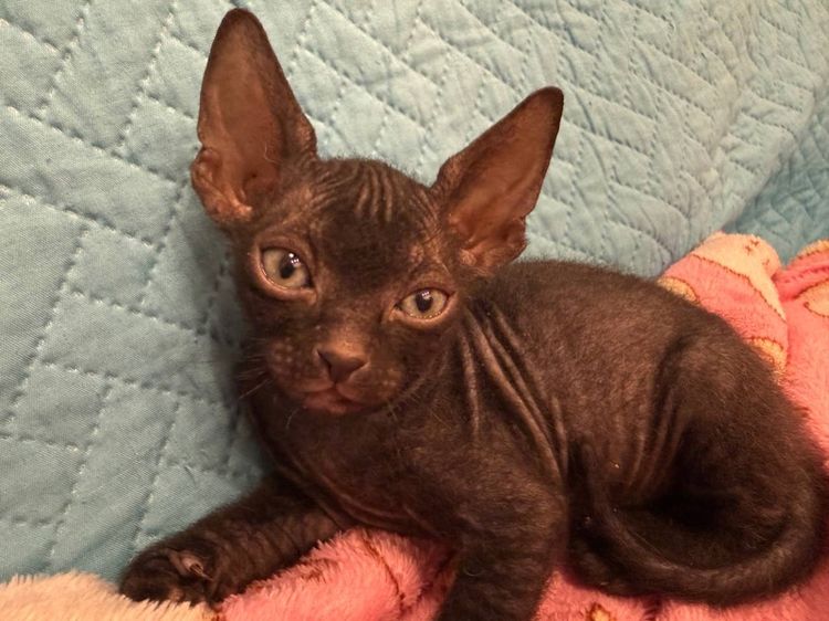 ลูกแมว Canadian Sphynx น่ารัก 3 ตัว หาบ้าน ภูเก็ต รูปที่ 3