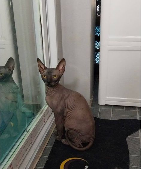 ลูกแมว Canadian Sphynx น่ารัก 3 ตัว หาบ้าน ภูเก็ต รูปที่ 5