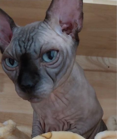 ลูกแมว Canadian Sphynx น่ารัก 3 ตัว หาบ้าน ภูเก็ต รูปที่ 4