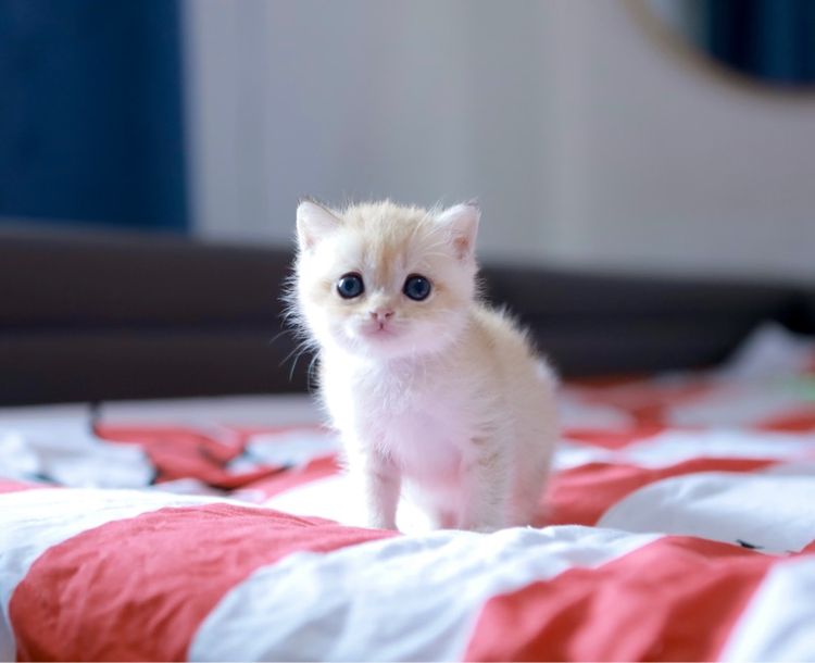 บริติช ช๊อตแฮร์ British Shorthair เพศเมีย รูปที่ 5