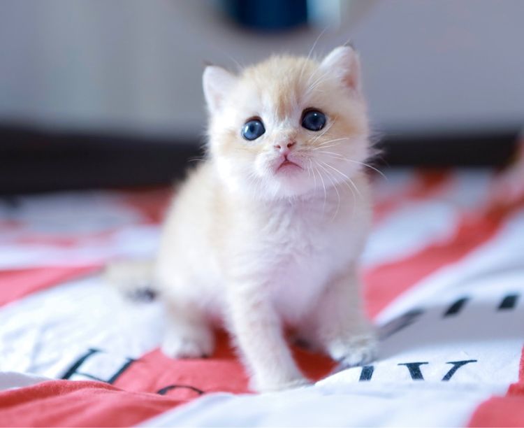 บริติช ช๊อตแฮร์ British Shorthair เพศเมีย รูปที่ 4
