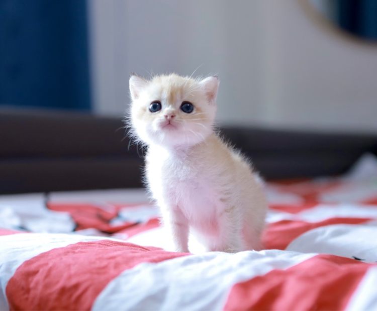 บริติช ช๊อตแฮร์ British Shorthair เพศเมีย รูปที่ 13