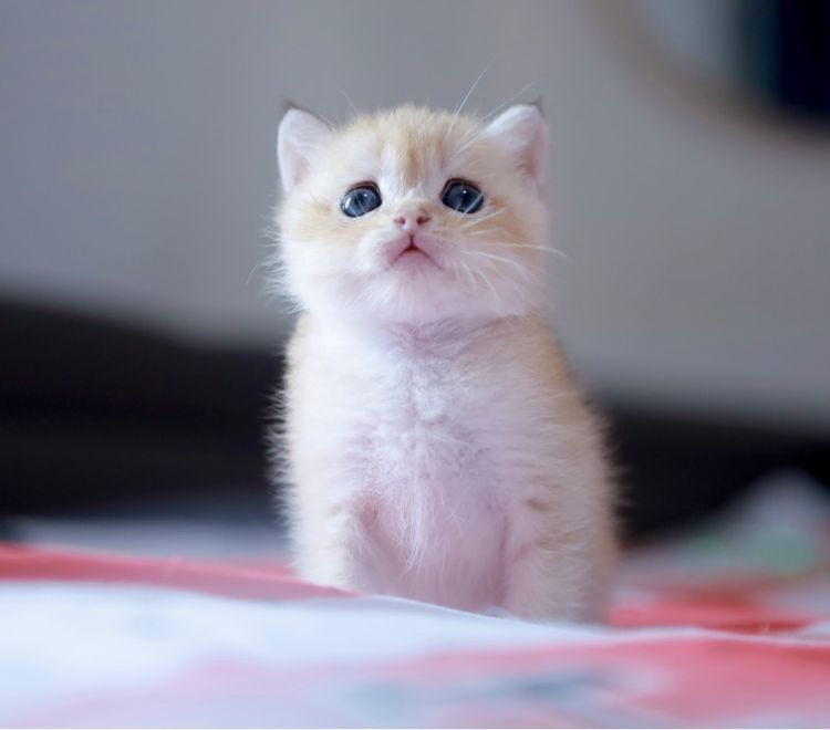 บริติช ช๊อตแฮร์ British Shorthair เพศเมีย รูปที่ 3