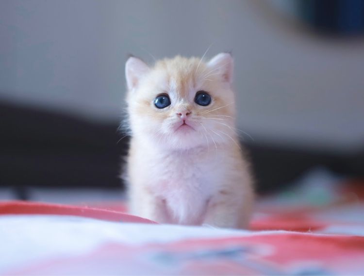บริติช ชอร์ตแฮร์ (British Shorthair) บริติช ช๊อตแฮร์ British Shorthair เพศเมีย