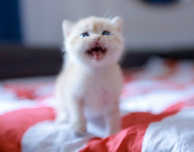 บริติช ช๊อตแฮร์ British Shorthair เพศเมีย รูปที่ 10