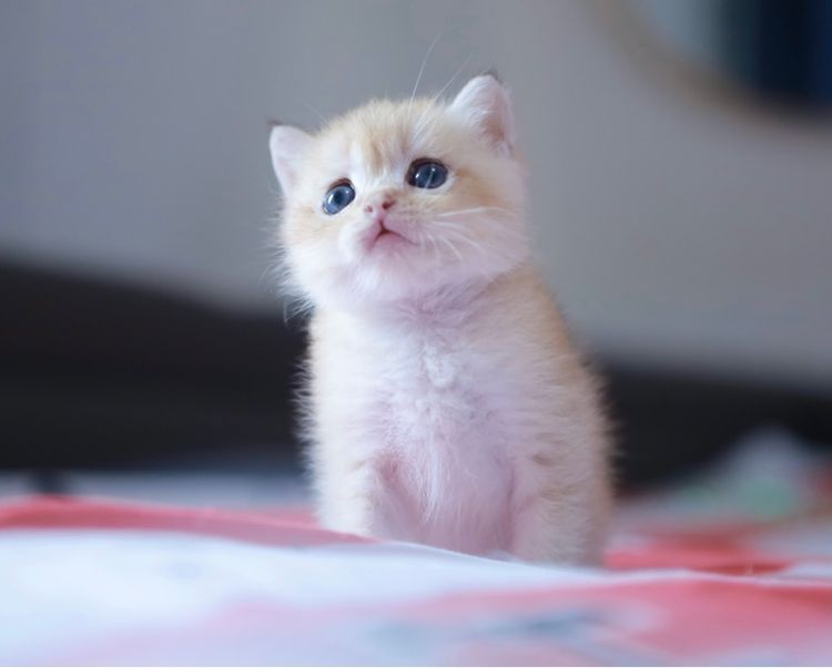 บริติช ช๊อตแฮร์ British Shorthair เพศเมีย รูปที่ 2