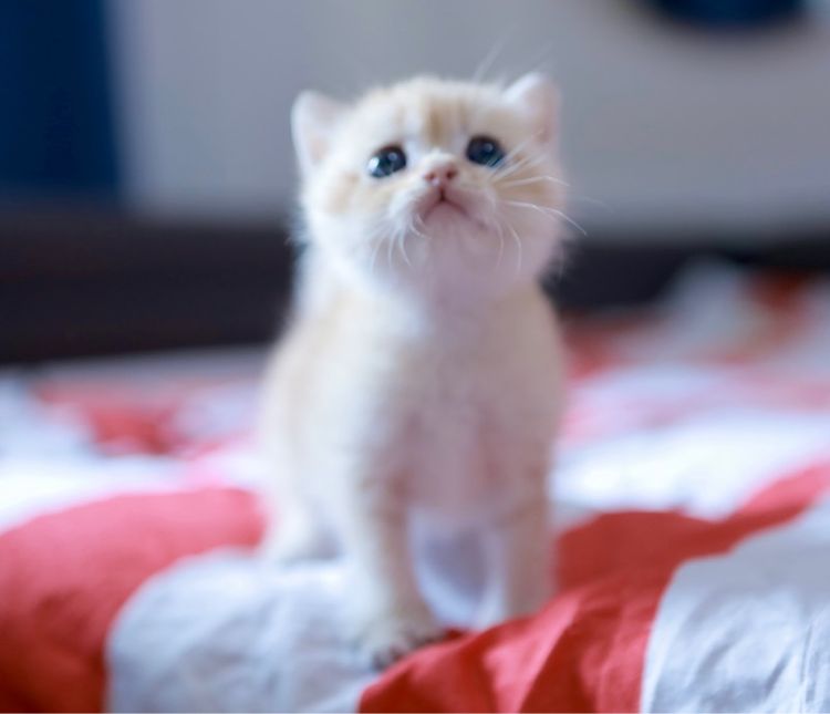 บริติช ช๊อตแฮร์ British Shorthair เพศเมีย รูปที่ 8