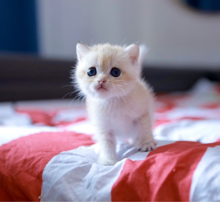 บริติช ช๊อตแฮร์ British Shorthair เพศเมีย รูปที่ 11