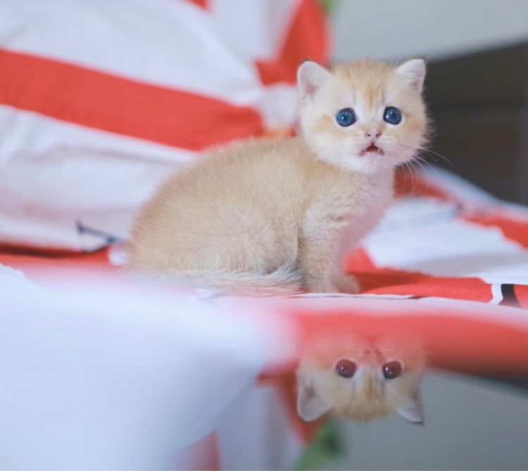 บริติช ช๊อตแฮร์ British Shorthair เพศเมีย รูปที่ 17