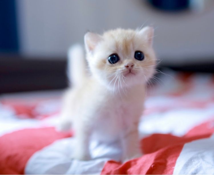 บริติช ช๊อตแฮร์ British Shorthair เพศเมีย รูปที่ 7