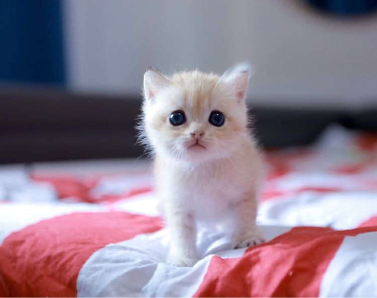 บริติช ช๊อตแฮร์ British Shorthair เพศเมีย รูปที่ 12