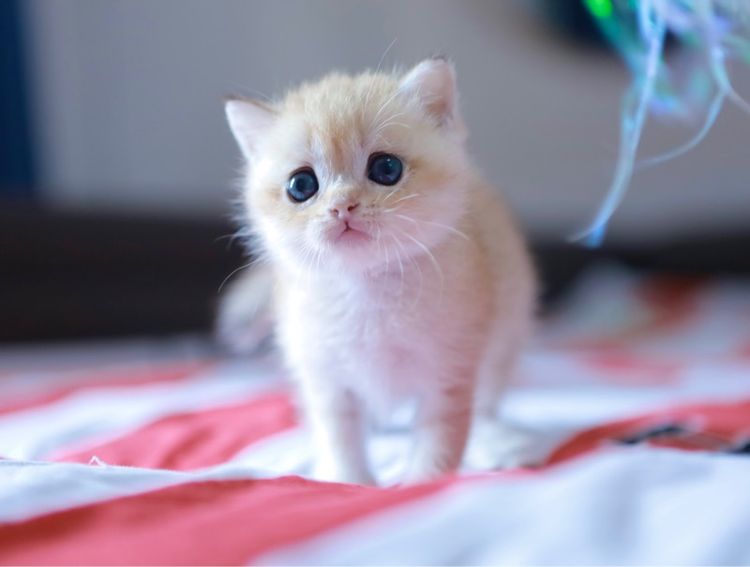 บริติช ช๊อตแฮร์ British Shorthair เพศเมีย รูปที่ 15