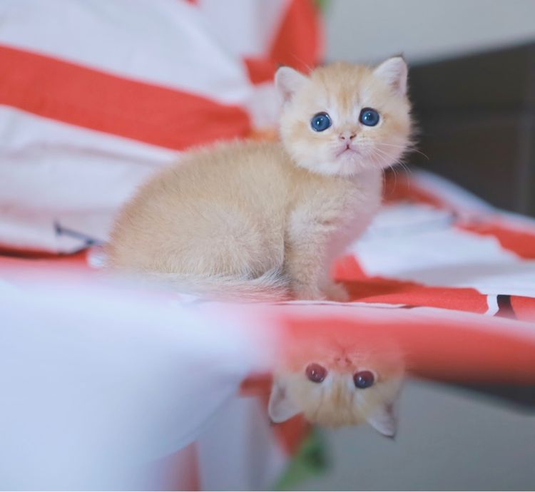 บริติช ช๊อตแฮร์ British Shorthair เพศเมีย รูปที่ 16