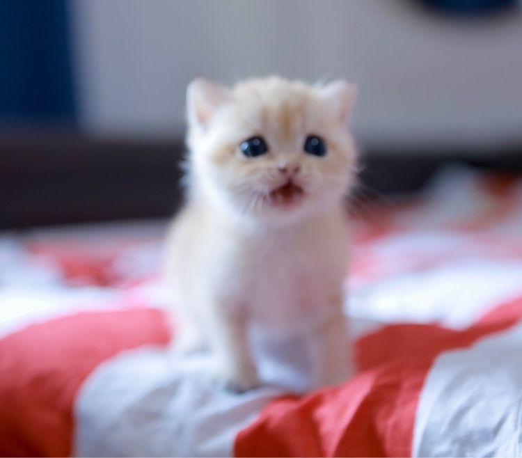 บริติช ช๊อตแฮร์ British Shorthair เพศเมีย รูปที่ 9