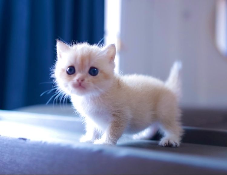 บริติช ช๊อตแฮร์ British Shorthair เพศเมีย รูปที่ 6