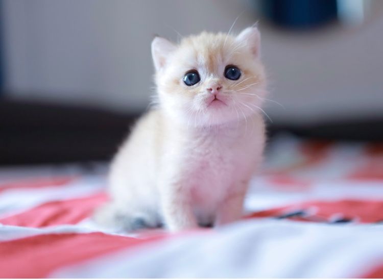 บริติช ช๊อตแฮร์ British Shorthair เพศเมีย รูปที่ 14