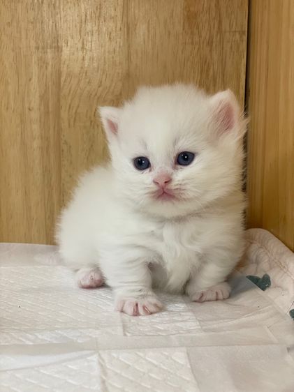 แมวมันช์กิ้นขาสั้น รูปที่ 4