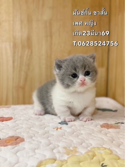 มันช์กิ้น (Munchkin) แมวมันช์กิ้นขาสั้น