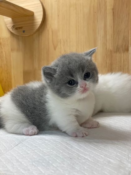 แมวมันช์กิ้นขาสั้น รูปที่ 4