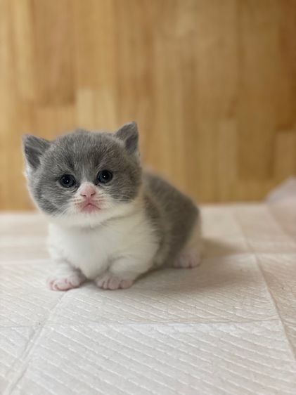 แมวมันช์กิ้นขาสั้น รูปที่ 6