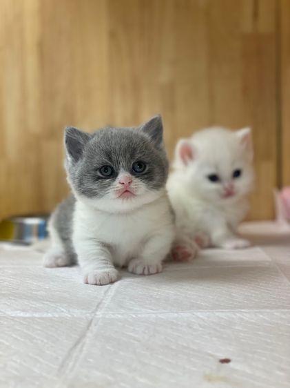 แมวมันช์กิ้นขาสั้น รูปที่ 9