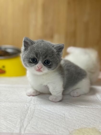 แมวมันช์กิ้นขาสั้น รูปที่ 10