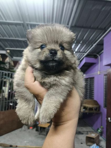 ปอมผสมชิสุ เบามาก รูปที่ 4