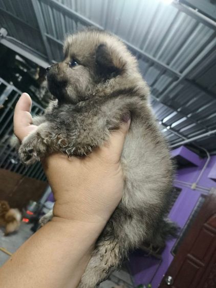 ปอมผสมชิสุ เบามาก รูปที่ 5