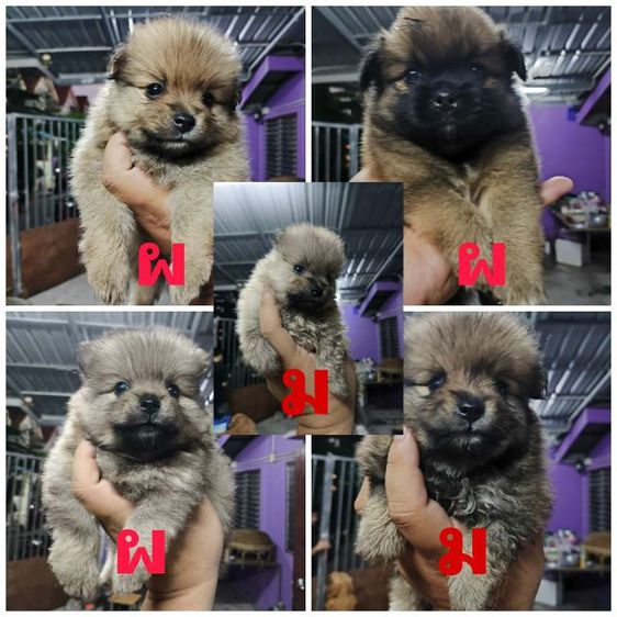 ปอมผสมชิสุ เบามาก รูปที่ 3