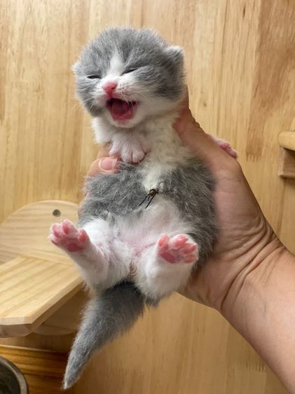 มันช์กิ้น (Munchkin) ลูกแมวมันช์กิ้นขาสั้นเปิดจอง