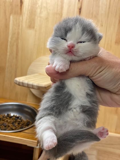 ลูกแมวมันช์กิ้นขาสั้นเปิดจอง รูปที่ 2