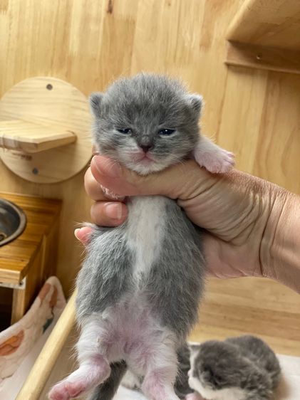 ลูกแมวมันช์กิ้นขาสั้นเปิดจอง รูปที่ 3