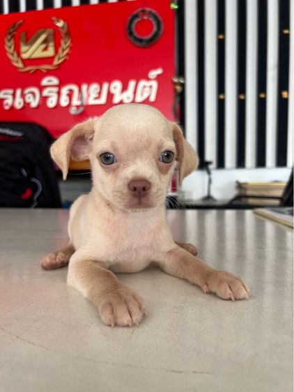 ชิวาวา รูปที่ 2