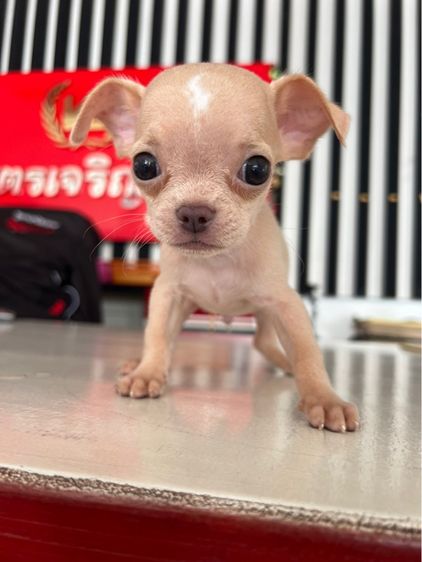 ชิวาวา (Chihuahua) เล็ก ชิวาวา