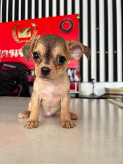 ชิวาวา รูปที่ 3